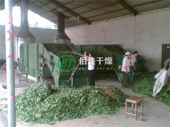 HG銀杏葉烘干機